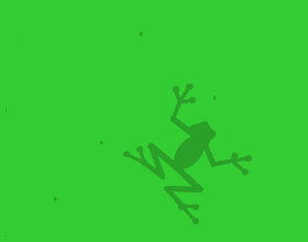 Tree Frog